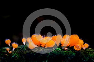 Champagne mushroom,red mushroom in the rainforest, Thailand