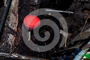 Champagne Mushroom, Tarzetta Rosea ( Rea) Dennis photo