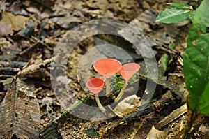 Champagne mushroom in tropical rainforest