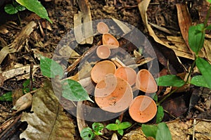 Champagne mushroom in tropical rainforest