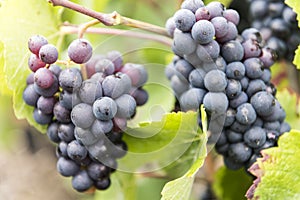 Champagne Pinot Noir Grapes France