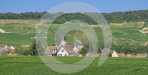 Champagne Region near Epernay,France