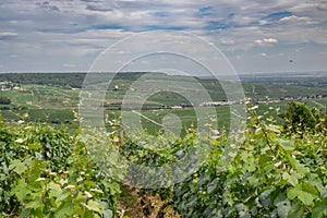 Champagne: rolling hills with vineyards of Chardonnay, Pinot Noir and Meunier ripening grapes