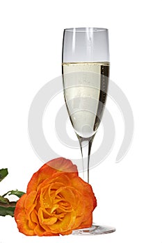 Champagne and Rose