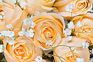 Champagne roses with gypsophila paniculata photo