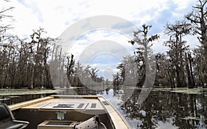 Champagne's Cajun Swamp Boat Tours
