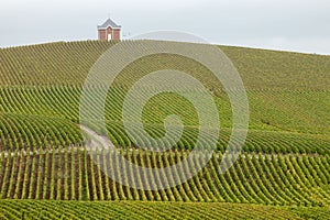 Champagne Vineyard