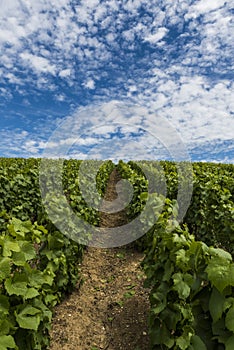 Champagne Vineyard Clouds Summer photo