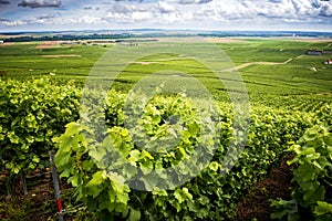 Champagne, Vineyard in the hills near Vernezay. In the background the plain with vineyards. France