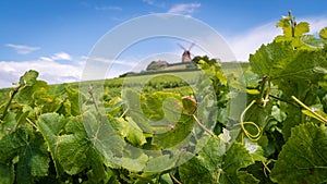 Champagne vineyard