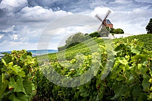 Champagne. Vineyard and windmill Champagne Region near Vernezay France