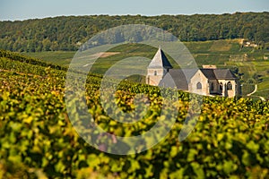 Champagne vineyards Chavot Courcourt in Marne department, France