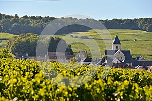 Champagne vineyards and church in Marne department, France