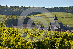 Champagne vineyards and church in Marne department, France