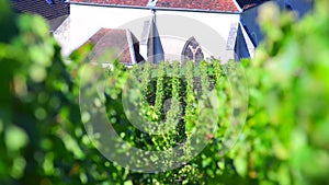 Champagne vineyards in the Cote des Bar area of the Aube department