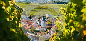 Champagne vineyards in the Cote des Bar Aube