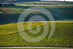 Champagne vineyards in the Cote des Bar Aube