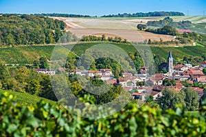 Champagne vineyards in the Cote des Bar Aube