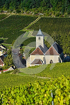 Champagne vineyards in the Cote des Bar Aube