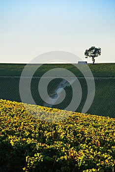 Champagne vineyards in the Cote des Bar Aube