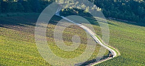 Champagne vineyards in the Cote des Bar Aube