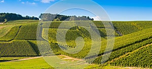 Champagne vineyards in the Cote des Bar Aube