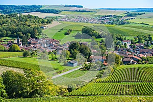 Champagne vineyards in the Cote des Bar Aube