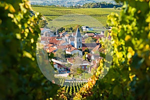 Champagne vineyards in the Cote des Bar Aube