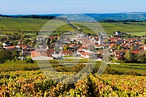 Champagne vineyards in the Cote des Bar Aube