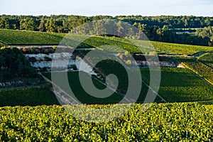 Champagne vineyards in the Cote des Bar Aube