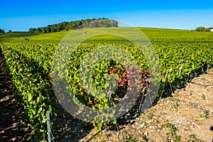 Champagne vineyards in the Cote des Bar Aube