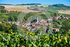 Champagne vineyards in the Cote des Bar Aube
