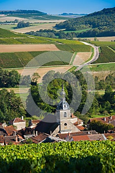 Champagne vineyards in the Cote des Bar Aube