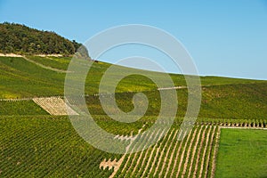 Champagne vineyards in the Cote des Bar Aube