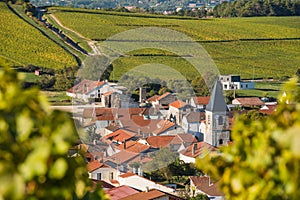 Champagne vineyards in the Cote des Bar Aube