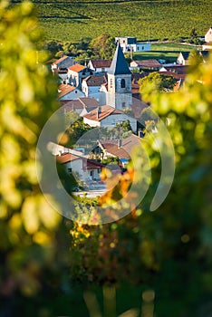 Champagne vineyards in the Cote des Bar Aube