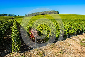 Champagne vineyards in the Cote des Bar Aube