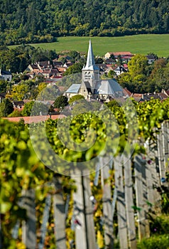 Champagne vineyards in the Cote des Bar, Aube