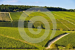 Champagne vineyards in the Cote des Bar, Aube