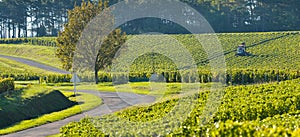 Champagne vineyards in the Cote des Bar, Aube