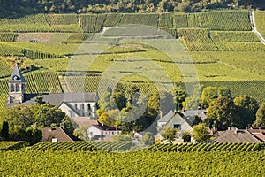 Champagne vineyards Cuis in Marne department, France