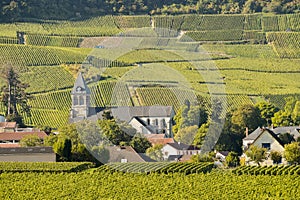 Champagne vineyards Cuis in Marne department, France