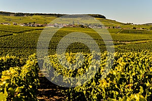 Champagne vineyards Cuis in Marne department, France