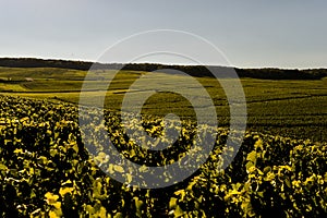 Champagne vineyards Cuis in Marne department, France