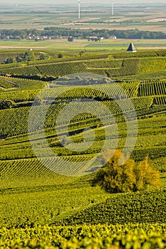 Champagne vineyards Cuis in Marne department, France