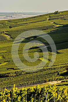 Champagne vineyards Cuis in Marne department, France