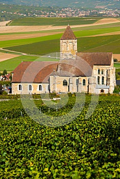 Champagne vineyards Cuis in Marne department, France