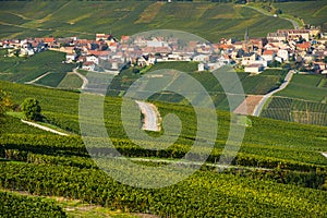 Champagne vineyards Cuis in Marne department, France