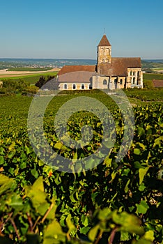 Champagne vineyards Cuis in Marne department, France