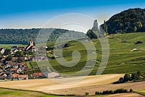 Champagne vineyards Cuis in Marne department, France